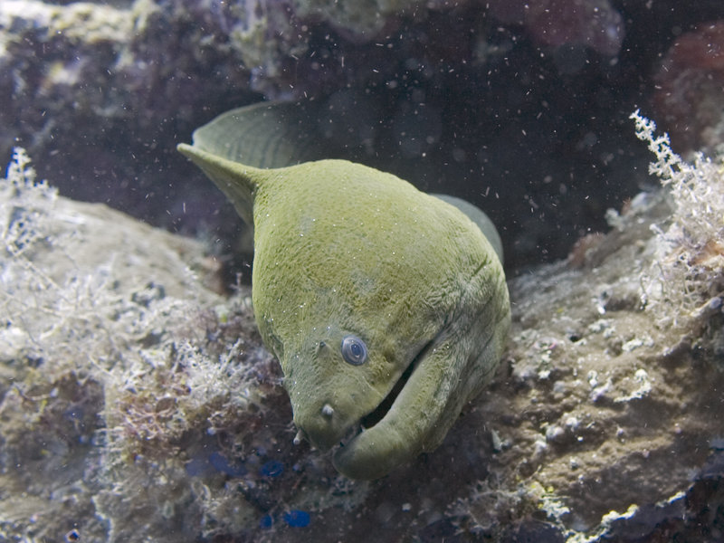 Moray eel, Turtle Tomb